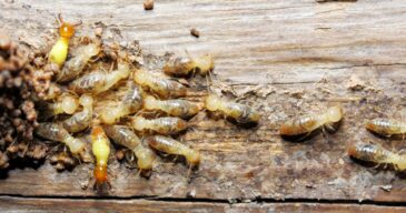 Pest control made easy with TermiteTamers. (2) Pest control made easy with TermiteTamers. (2)