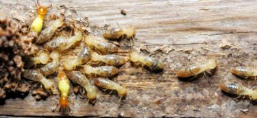 Pest control made easy with TermiteTamers. (2) Pest control made easy with TermiteTamers. (2)