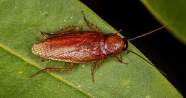Pest control made easy with TermiteTamers. (7) Pest control made easy with TermiteTamers. (7)