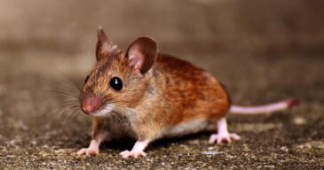 Pest control made easy with TermiteTamers. (Presentation) (12) Pest control made easy with TermiteTamers. (Presentation) (12)