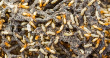 Pest control made easy with TermiteTamers. (Presentation) (8) Pest control made easy with TermiteTamers. (Presentation) (8)